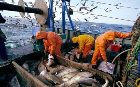 Le Maroc lance un nouvel appel d’offres pour digitaliser la gestion et la traçabilité de sa pêche