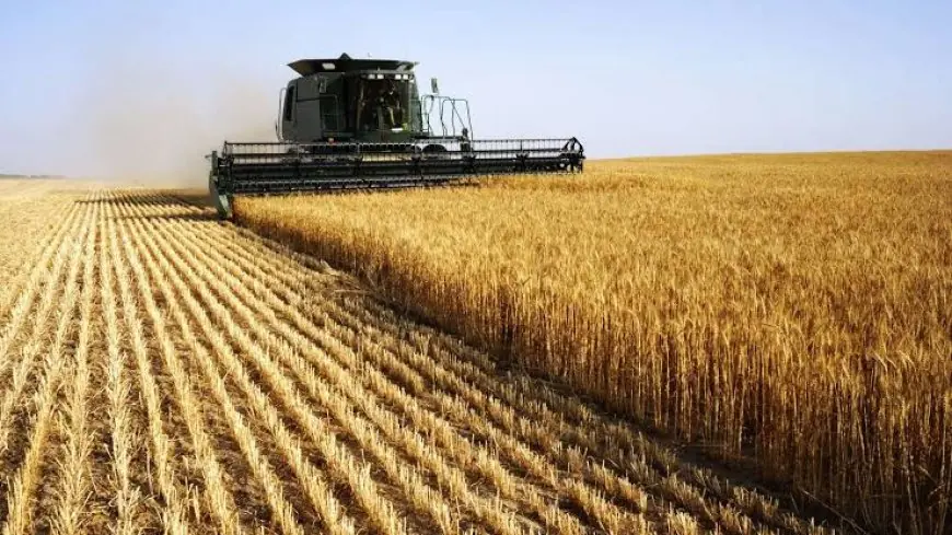 Céréales : la FAO prévoit une forte reprise de la production au Maroc à 6,3 millions de tonnes en 2026