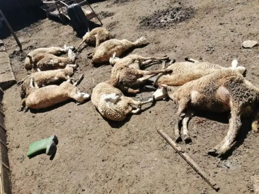 انهيار حظيرة طينية بتازة يتسبب في نفوق حوالي 40 رأسا من الغنم