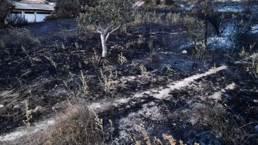 Algérie : 12 morts dans les incendies de forêts, des évacuations en cours dans plusieurs wilayas