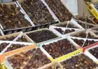 Comment bien choisir ses dattes ? L’ONSSA publie ses conseils pour éviter les mauvaises surprises