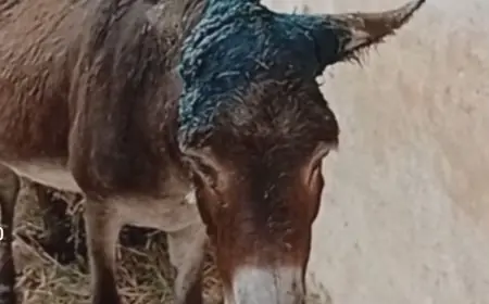 اعتداء وحشي على دابة وقطـع أذنها بمدينة سيدي بنور يثير استياء الساكنة