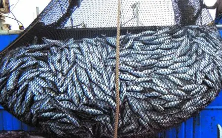La pêche marocaine en progression grâce à une forte hausse des captures de sardines