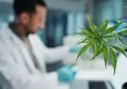 CPHI Milan : le Maroc expose un traitement anti-épilepsie à base de cannabis