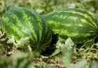 سلطات زاكورة تقرر تمديد أجل تلقي طلبات زراعة البطيخ إلى غاية 30 نونبر