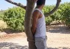 متابعة 3 أشخاص على خلفية فيديو تعنيف شخص وتكبيله بشجرة في سيدي قاسم