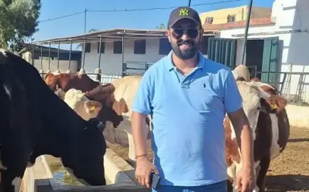 وحتيتا لـ"تيليغراف.ما" : "اللامركزية رافعة لتعزيز السيادة الغذائية وتقليص تبعية المغرب لاستيراد اللحوم الحمراء"
