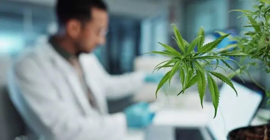 CPHI Milan : le Maroc expose un traitement anti-épilepsie à base de cannabis
