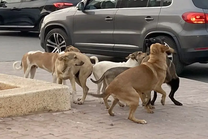 مطالب التعويض عن أضرار ناجمة عن اعتداءات كلاب ضالة على طاولة جماعة سلا