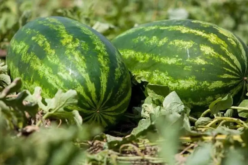 سلطات زاكورة تقرر تمديد أجل تلقي طلبات زراعة البطيخ إلى غاية 30 نونبر